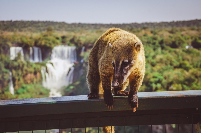 Iguaz con Cataratas Argentinas